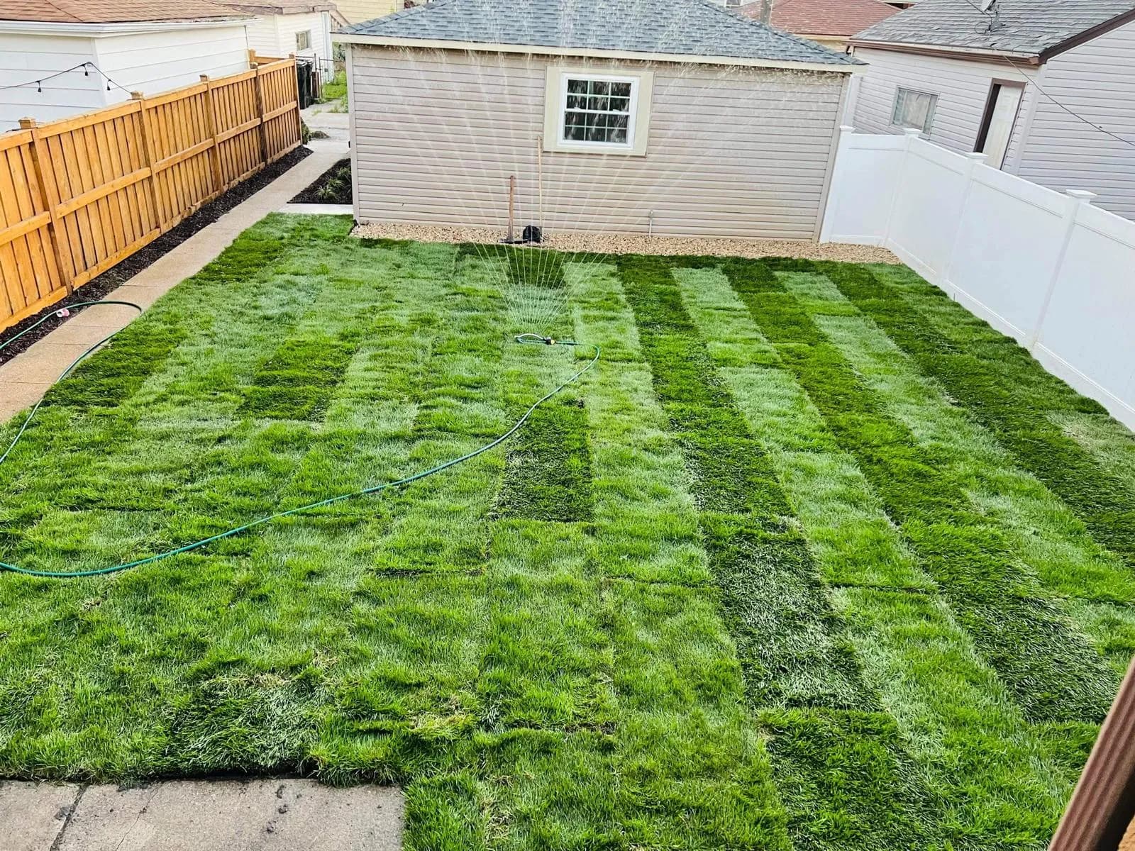 Freshly installed sod in a fenced backyard with sprinkler running