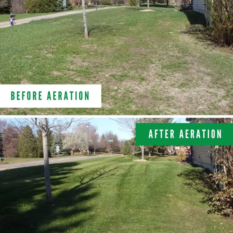 Before and after lawn improvement showing thicker greener grass
