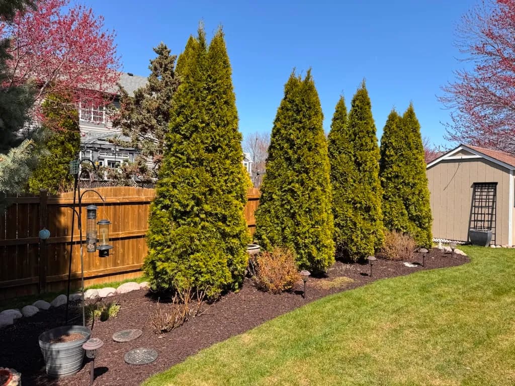 Evergreen privacy row with mulch bed and landscape lighting